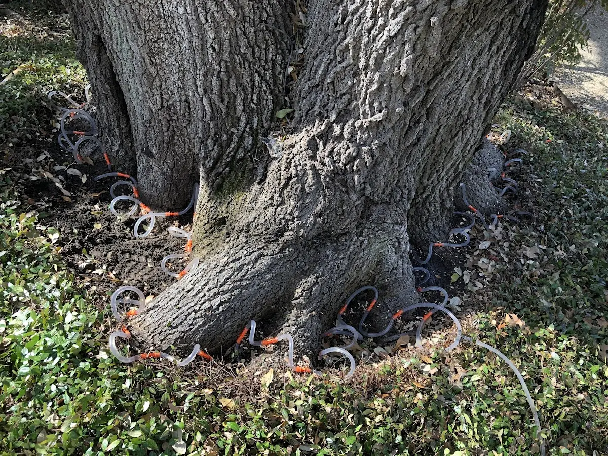 Detailed Tree Cabling and Bracing job site in Beattie